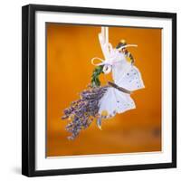 Butterfly with lavender as a jewellery-Alexander Georgiadis-Framed Premium Photographic Print