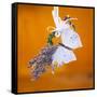 Butterfly with lavender as a jewellery-Alexander Georgiadis-Framed Stretched Canvas