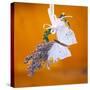 Butterfly with lavender as a jewellery-Alexander Georgiadis-Stretched Canvas
