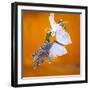 Butterfly with lavender as a jewellery-Alexander Georgiadis-Framed Photographic Print