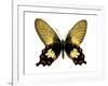 Butterfly with Orange-Julia Bosco-Framed Art Print