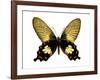 Butterfly with Orange-Julia Bosco-Framed Art Print