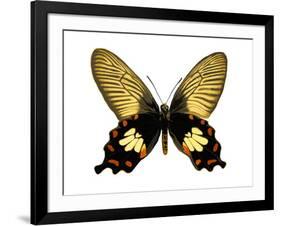 Butterfly with Orange-Julia Bosco-Framed Art Print