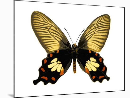 Butterfly with Orange-Julia Bosco-Mounted Art Print