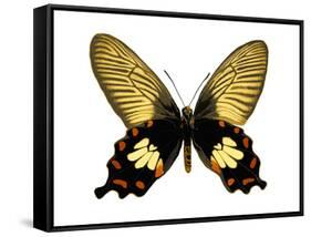 Butterfly with Orange-Julia Bosco-Framed Stretched Canvas