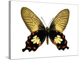 Butterfly with Orange-Julia Bosco-Stretched Canvas