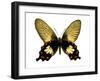 Butterfly with Orange-Julia Bosco-Framed Art Print