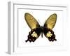 Butterfly with Orange-Julia Bosco-Framed Art Print