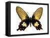 Butterfly with Orange-Julia Bosco-Framed Stretched Canvas