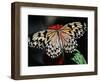 Butterfly with Wings Outstretched-Darrell Gulin-Framed Photographic Print