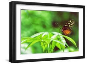 Butterfly Works-Vincent James-Framed Photographic Print