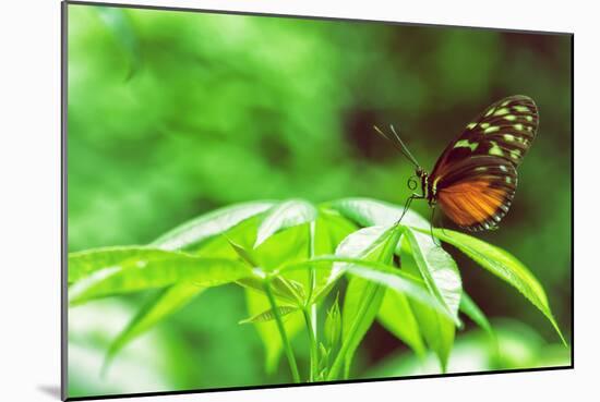 Butterfly Works-Vincent James-Mounted Photographic Print