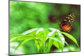 Butterfly Works-Vincent James-Mounted Photographic Print