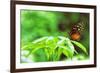 Butterfly Works-Vincent James-Framed Photographic Print