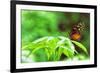 Butterfly Works-Vincent James-Framed Photographic Print