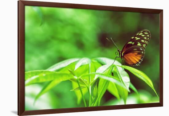 Butterfly Works-Vincent James-Framed Photographic Print