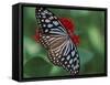 Butterfly World, Ft Lauderdale, Florida, USA-Michele Westmorland-Framed Stretched Canvas