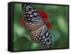 Butterfly World, Ft Lauderdale, Florida, USA-Michele Westmorland-Framed Stretched Canvas