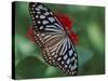 Butterfly World, Ft Lauderdale, Florida, USA-Michele Westmorland-Stretched Canvas