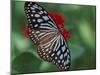 Butterfly World, Ft Lauderdale, Florida, USA-Michele Westmorland-Mounted Photographic Print