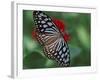 Butterfly World, Ft Lauderdale, Florida, USA-Michele Westmorland-Framed Photographic Print