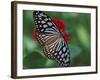 Butterfly World, Ft Lauderdale, Florida, USA-Michele Westmorland-Framed Photographic Print