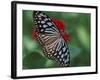Butterfly World, Ft Lauderdale, Florida, USA-Michele Westmorland-Framed Photographic Print