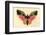 Butterfly-Albert Bierstadt-Framed Premium Giclee Print