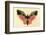 Butterfly-Albert Bierstadt-Framed Premium Giclee Print