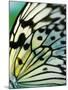 Butterfly-Ella Lancaster-Mounted Giclee Print