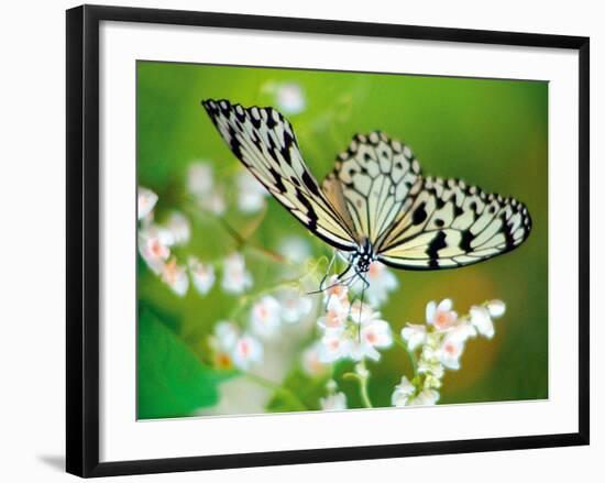 Butterfly-Alex Stewart-Framed Giclee Print