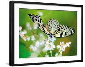 Butterfly-Alex Stewart-Framed Giclee Print