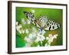 Butterfly-Alex Stewart-Framed Giclee Print