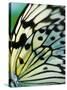 Butterfly-Ella Lancaster-Stretched Canvas