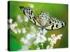 Butterfly-Alex Stewart-Stretched Canvas