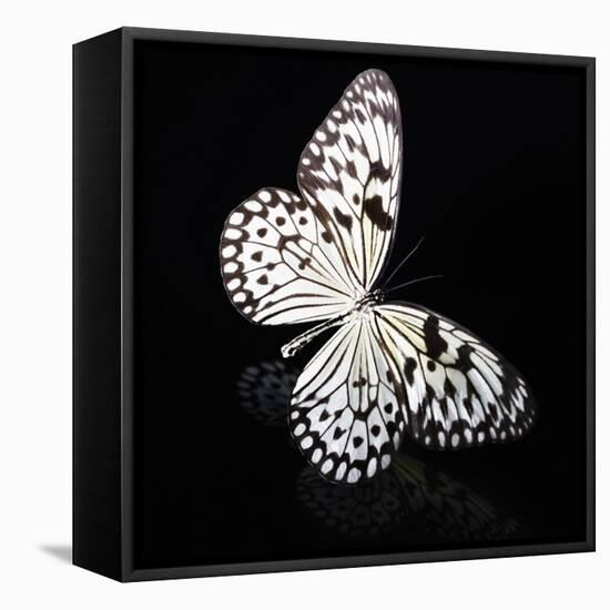 Butterfly-Sean Justice-Framed Stretched Canvas