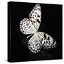 Butterfly-Sean Justice-Stretched Canvas