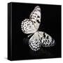 Butterfly-Sean Justice-Framed Stretched Canvas