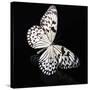 Butterfly-Sean Justice-Stretched Canvas
