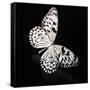 Butterfly-Sean Justice-Framed Stretched Canvas