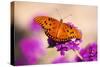 Butterfly-null-Stretched Canvas