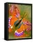 Butterfly-null-Framed Stretched Canvas