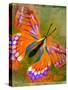 Butterfly-null-Stretched Canvas