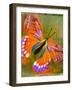 Butterfly-null-Framed Giclee Print