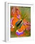 Butterfly-null-Framed Giclee Print