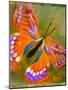 Butterfly-null-Mounted Giclee Print