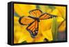 Butterfly-null-Framed Stretched Canvas