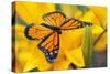 Butterfly-null-Stretched Canvas