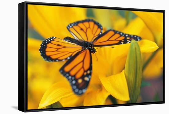 Butterfly-null-Framed Stretched Canvas
