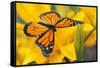 Butterfly-null-Framed Stretched Canvas